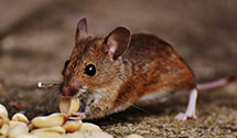 24 Hour & Emergency Exterminators in Chatsworth, CA